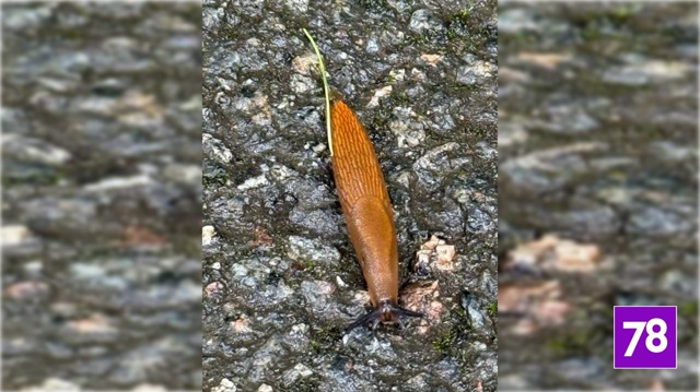 Откуда взялись: Ленобласть заполонили гигантские слизни