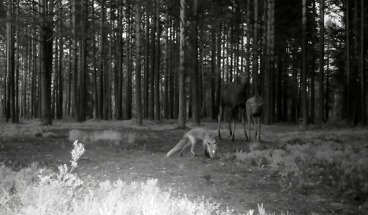 Сказочная встреча в лесу попала на камеру