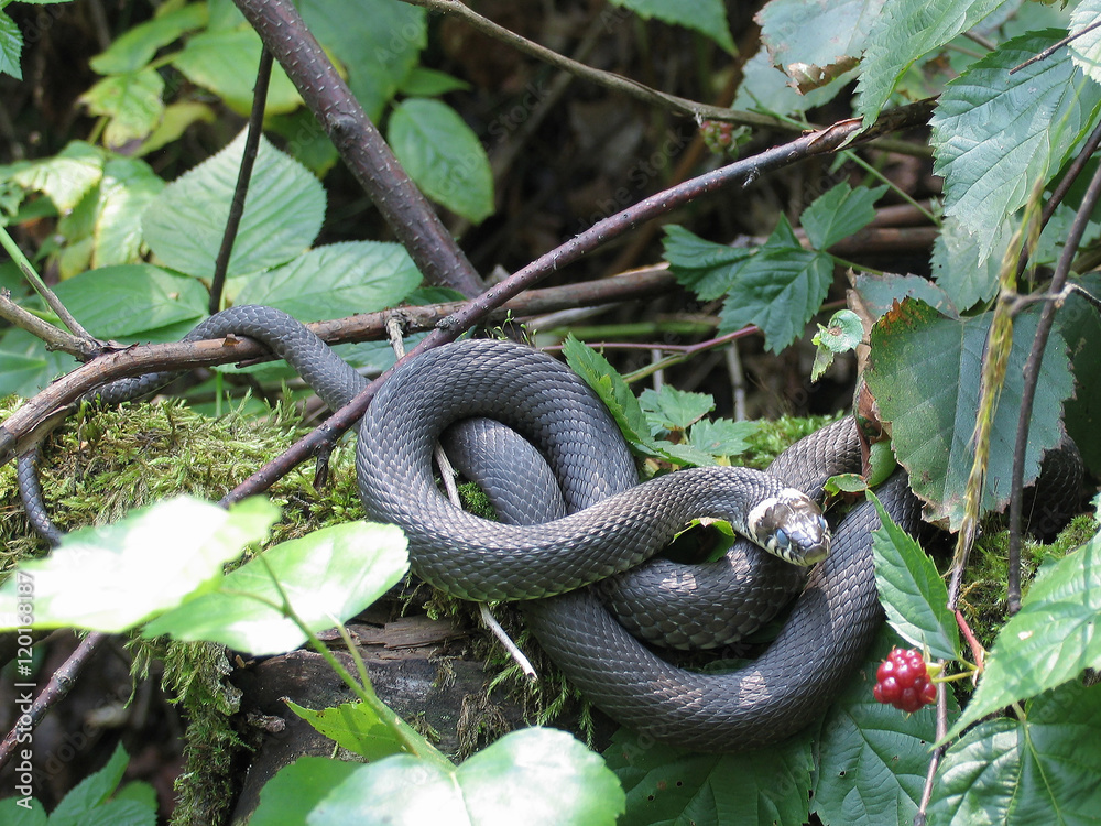 Карельский пчеловод рассказал о том, зачем змеи приползают к ульям