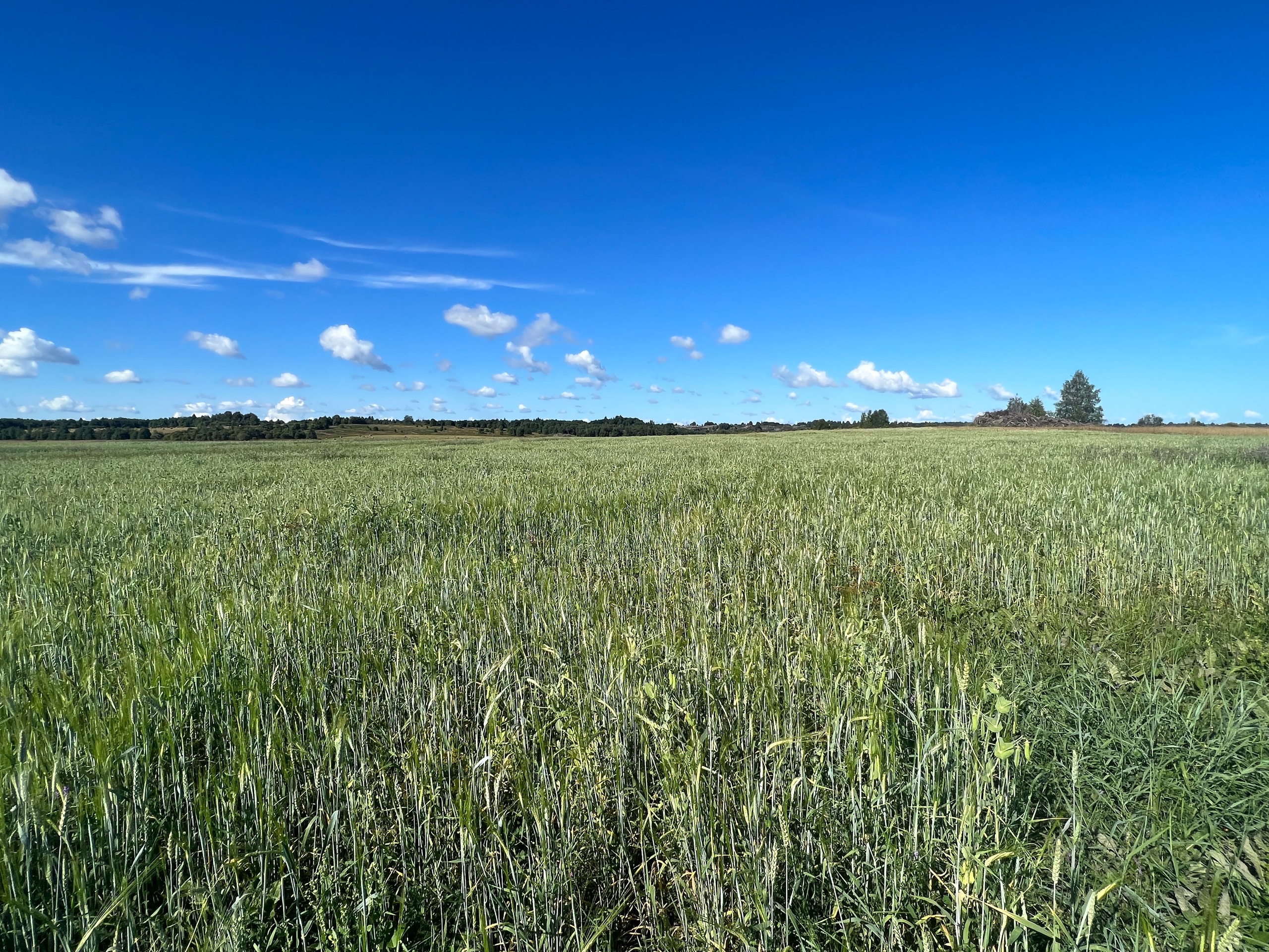 Совхоз «Толвуйский» поделился итогами успешного эксперимента с озимыми культурами