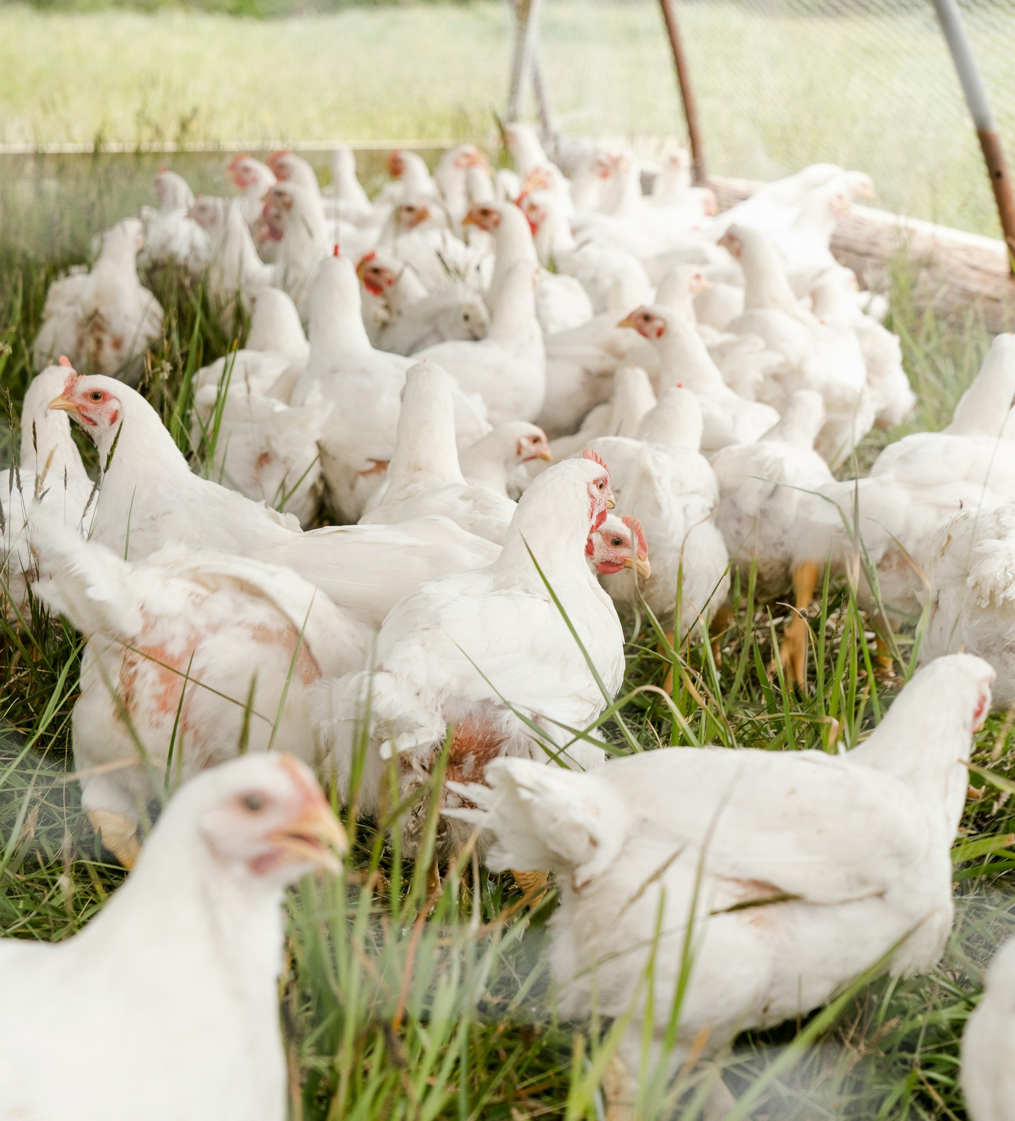 В Питкяранте сгорели дом и 50 кур