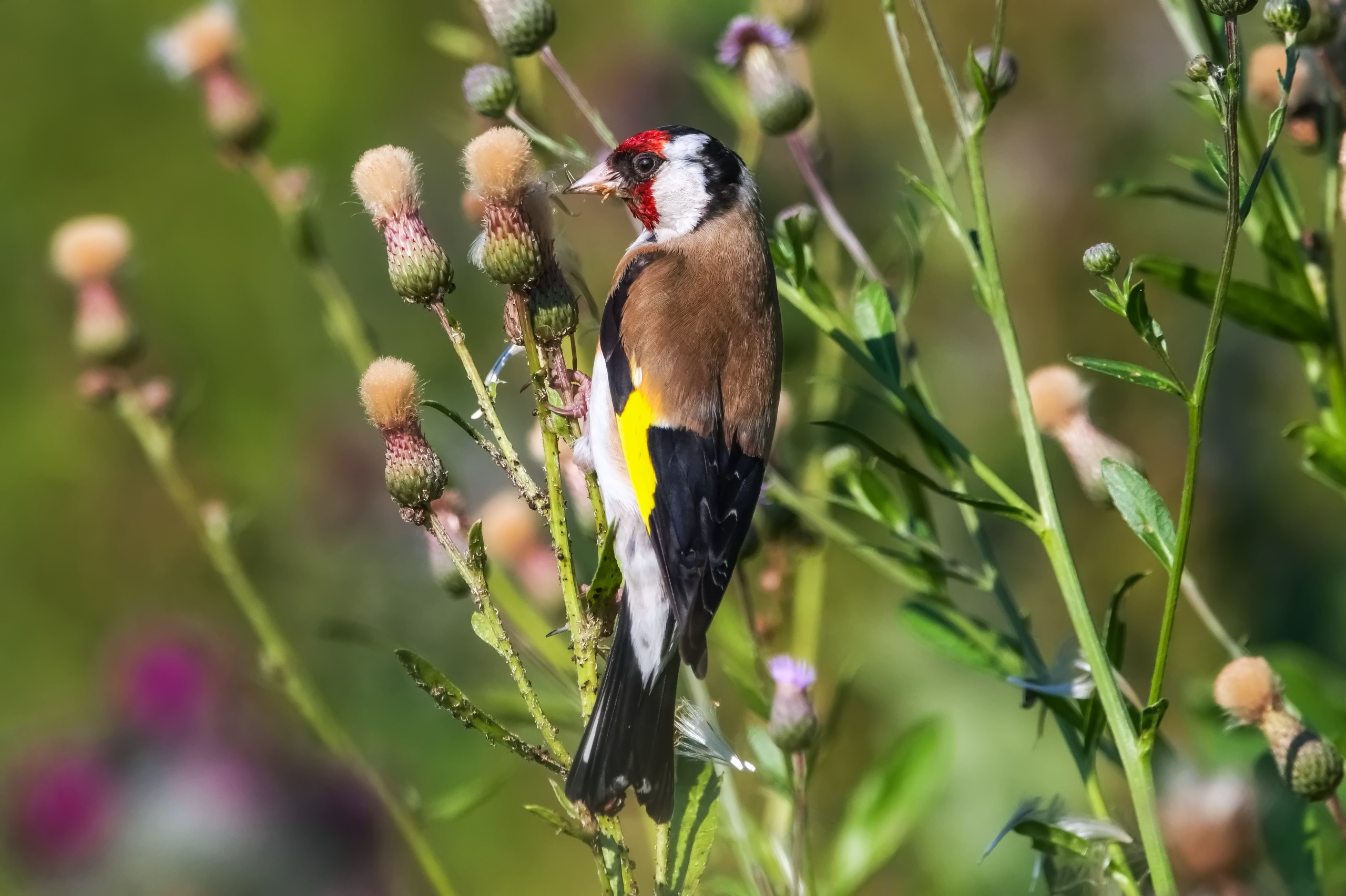 Синоптики рассказали о погоде в Карелии на понедельник