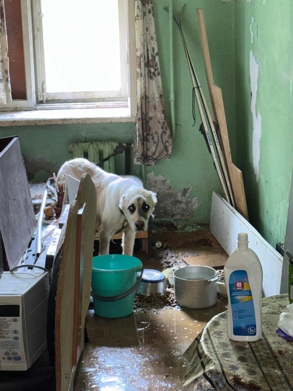 Живодеры среди нас: в Карелии пес пытался сбежать от пыток через форточку