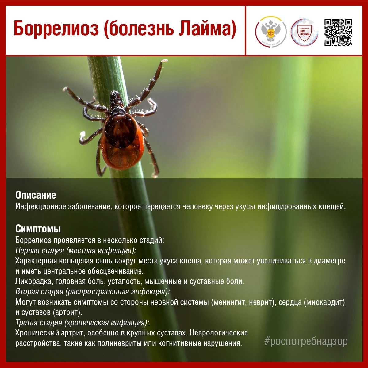 Вакцины нет: как защититься от клещевого боррелиоза