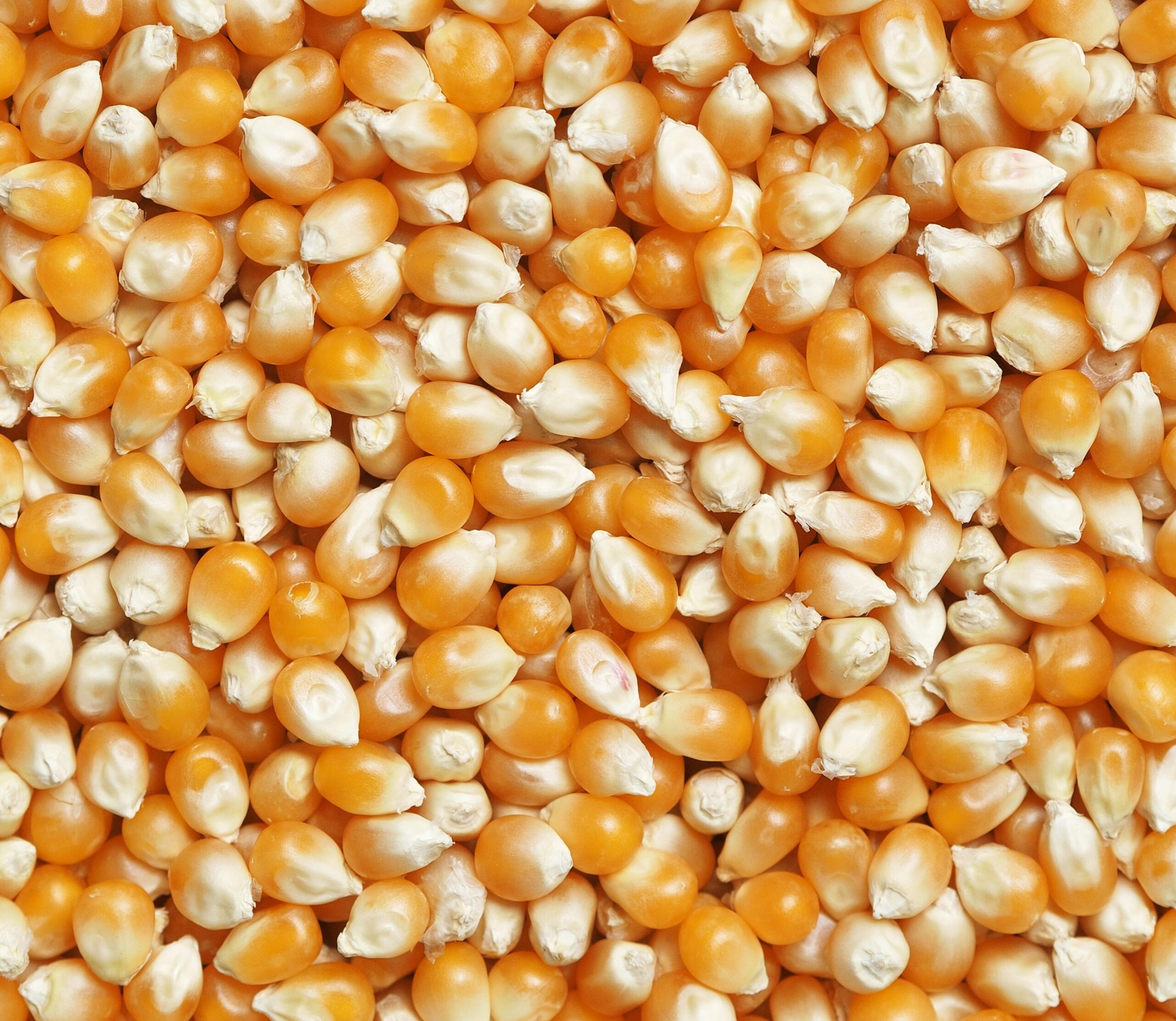 Россельхознадзор аннулировал декларацию на некачественную кукурузу