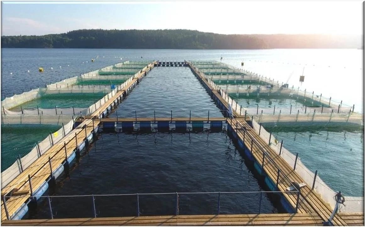 Минсельхоз признал факт наличия ещё одной свалки с тоннами тухлой рыбы в Карелии и выдвинул требования форелеводам