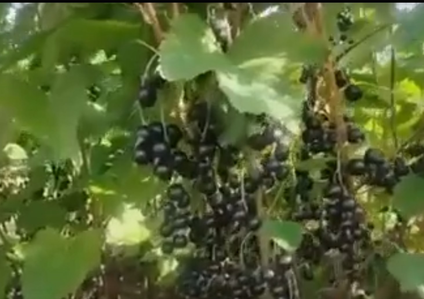 Стало известно, как быстро черная смородина улучшает снабжение мозга кислородом