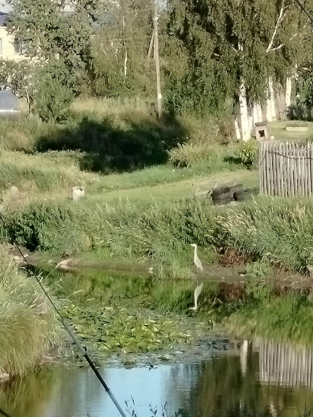 Редкую серую цаплю заметили в деревне Рыпушкалицы