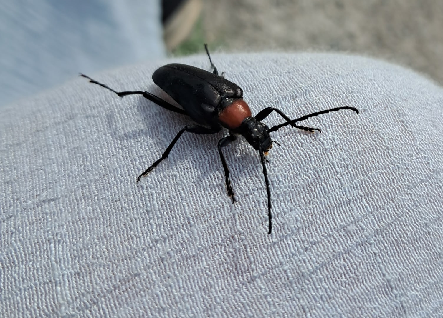Краснокнижного жука-усача обнаружили в Водлозерском парке