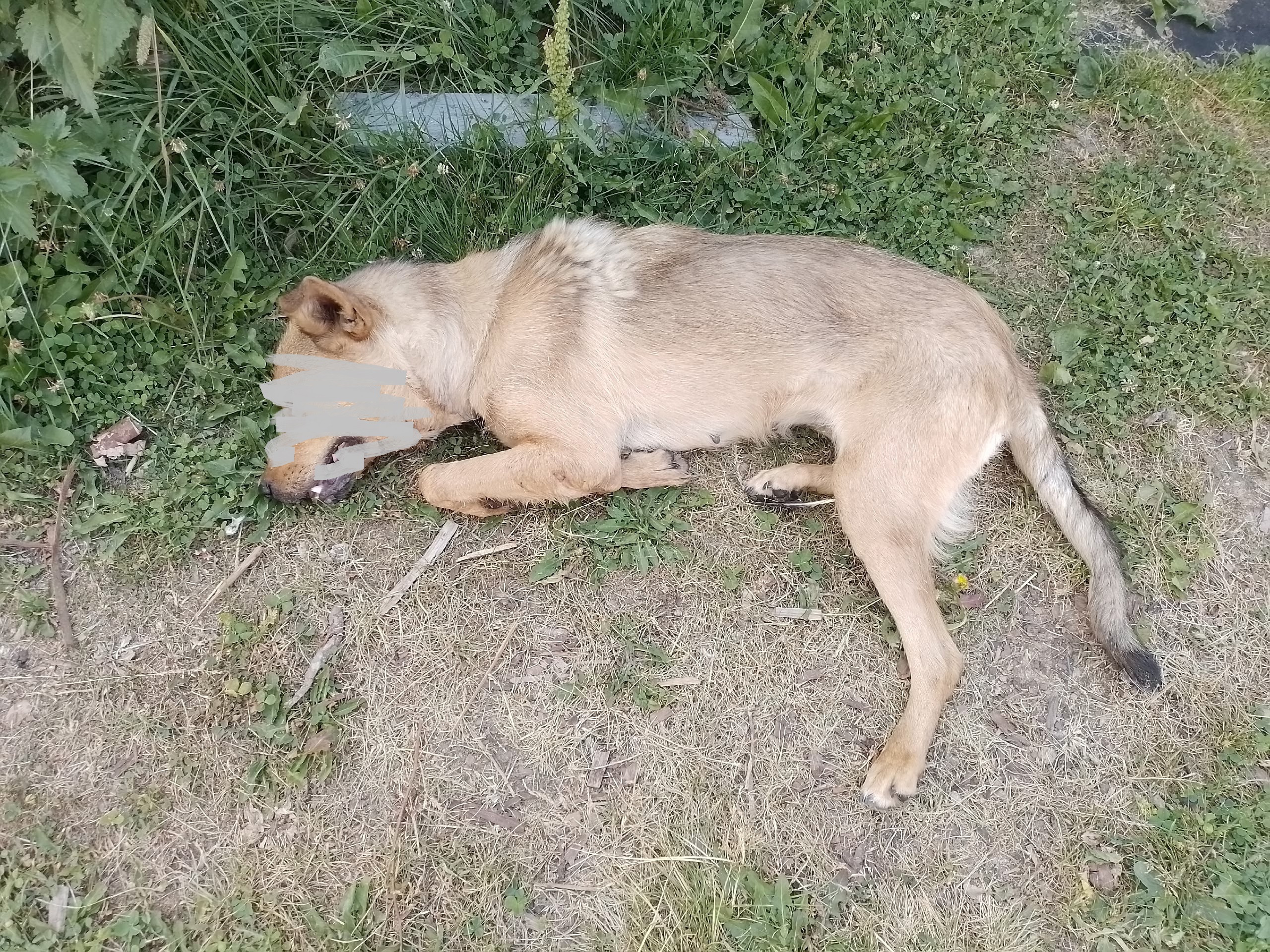 Уголовное дело возбуждено за жестокое обращение с животными