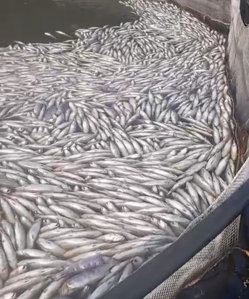 Из-за аномального повышения температуры воды в заливе Рауталахти массово погибла садковая форель