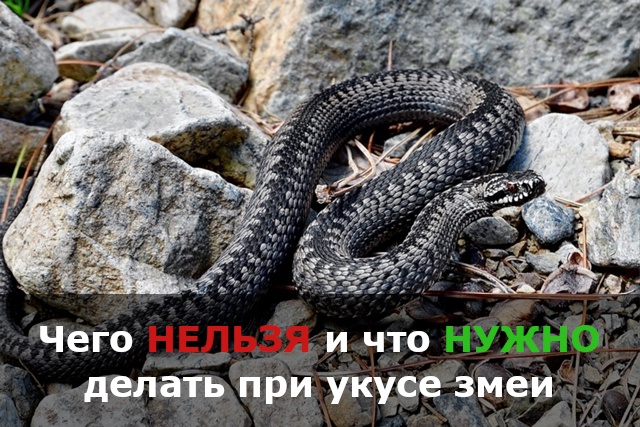 Специалисты Минздрава рассказали, как поступить при укусе гадюки