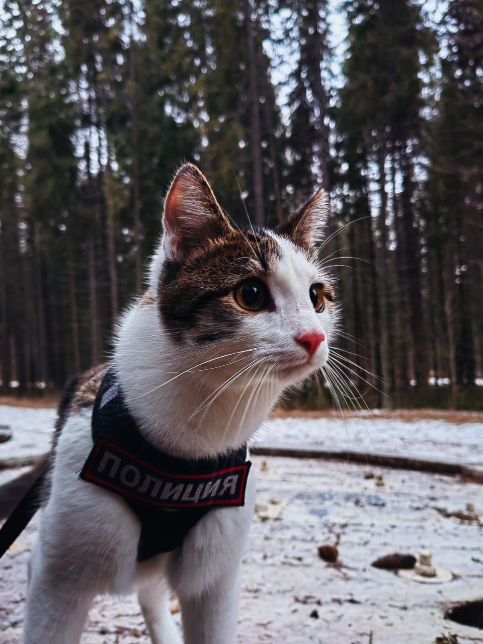 Полицейский приютил котенка, которого хотели выбросить на улицу