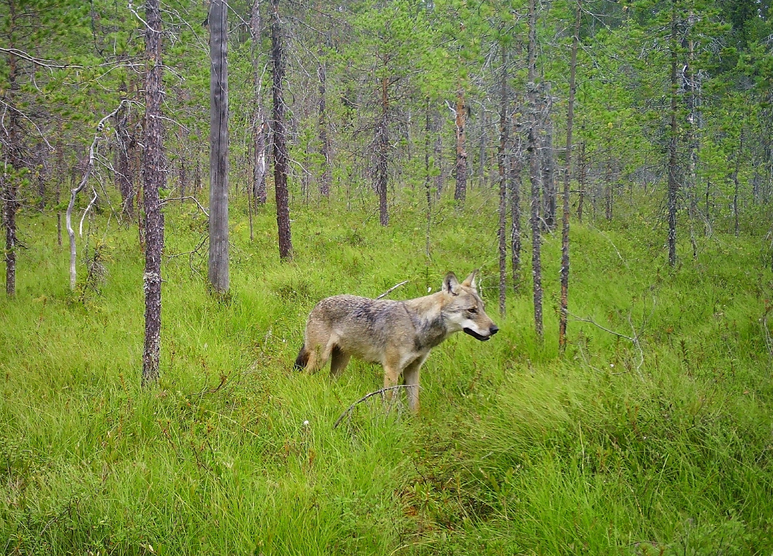 Охота на волков привела к появлению волкопсов в Карелии