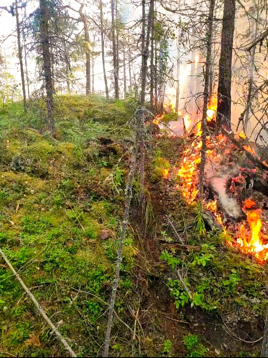 Уникальный остров в Карелии горит четвертый день