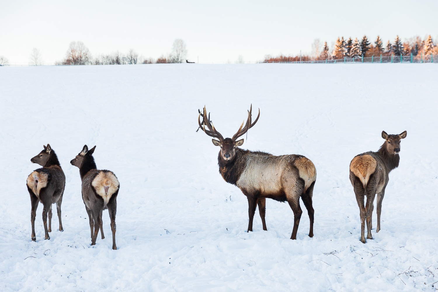Скоро Карельский зоопарк откроет бронирование новогодних туров
