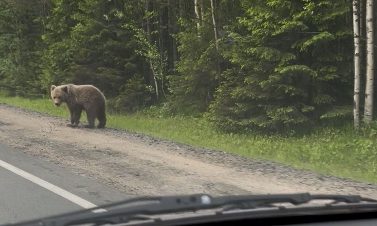 Медвежонок-попрошайка бродит рядом с Беломорском