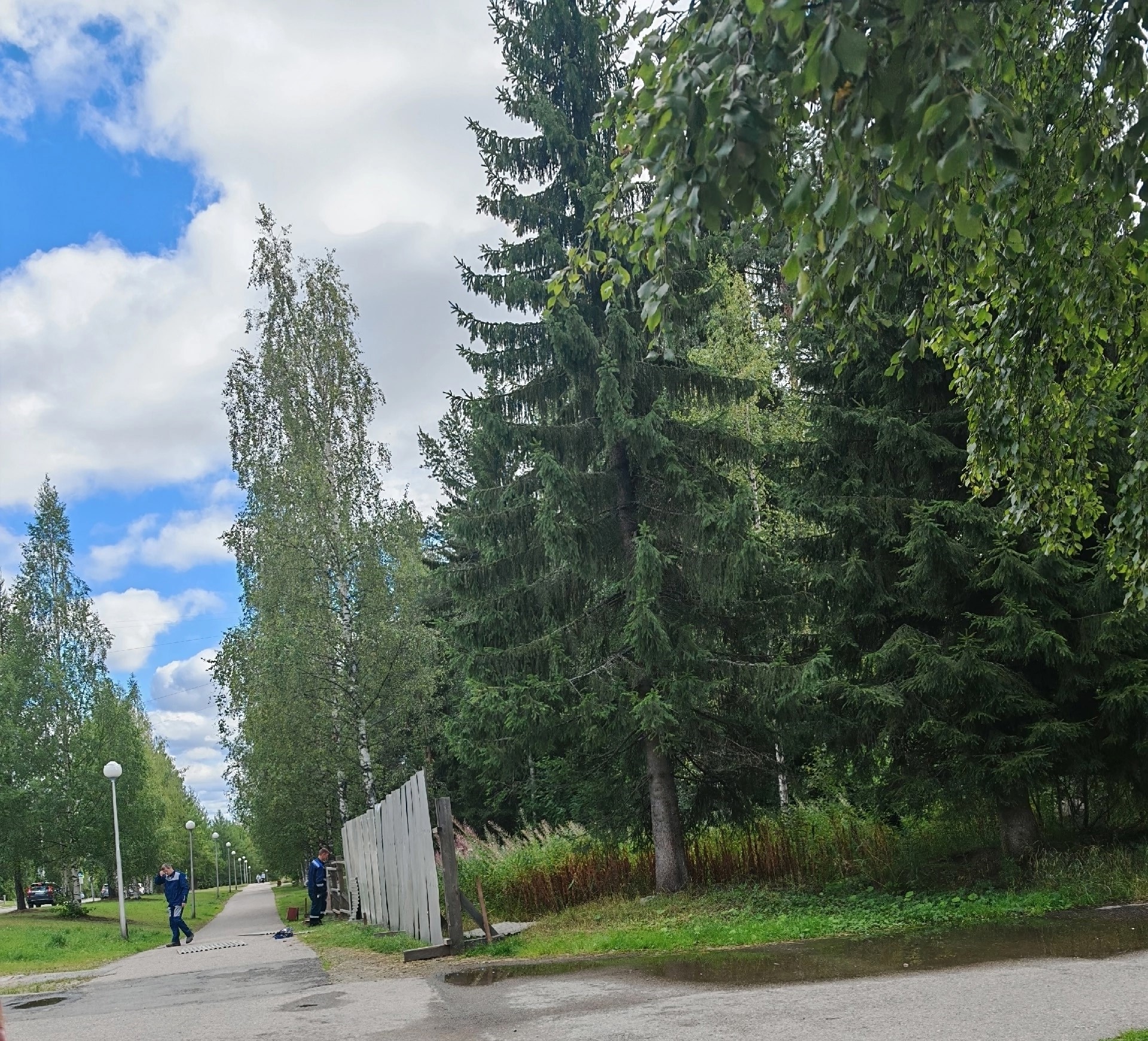 Жители Костомукши бьют тревогу из-за огороженного участка с деревьями-первопоселенцами