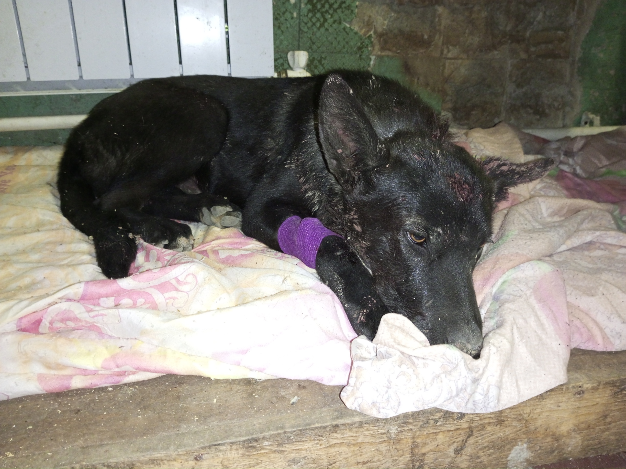 Волки загрызли семью собак в окрестностях Суоярви