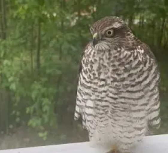 Пернатый гость заглядывал в окна Центра помощи детям в Карелии