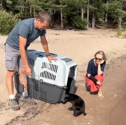 Волонтеры выпустили нерпу из Сортавалы в Ладожское озеро