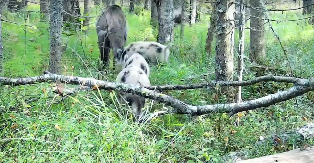 Семья пятнистых кабанов попала в объектив лесной камеры в заповеднике