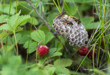 Опасное для земляники заболевание обнаружили в Карелии