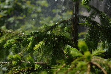 Антициклон «Джулия» принесет дожди в Карелию