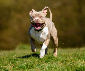 Собака бойцовской породы напугала жителей Сегежи