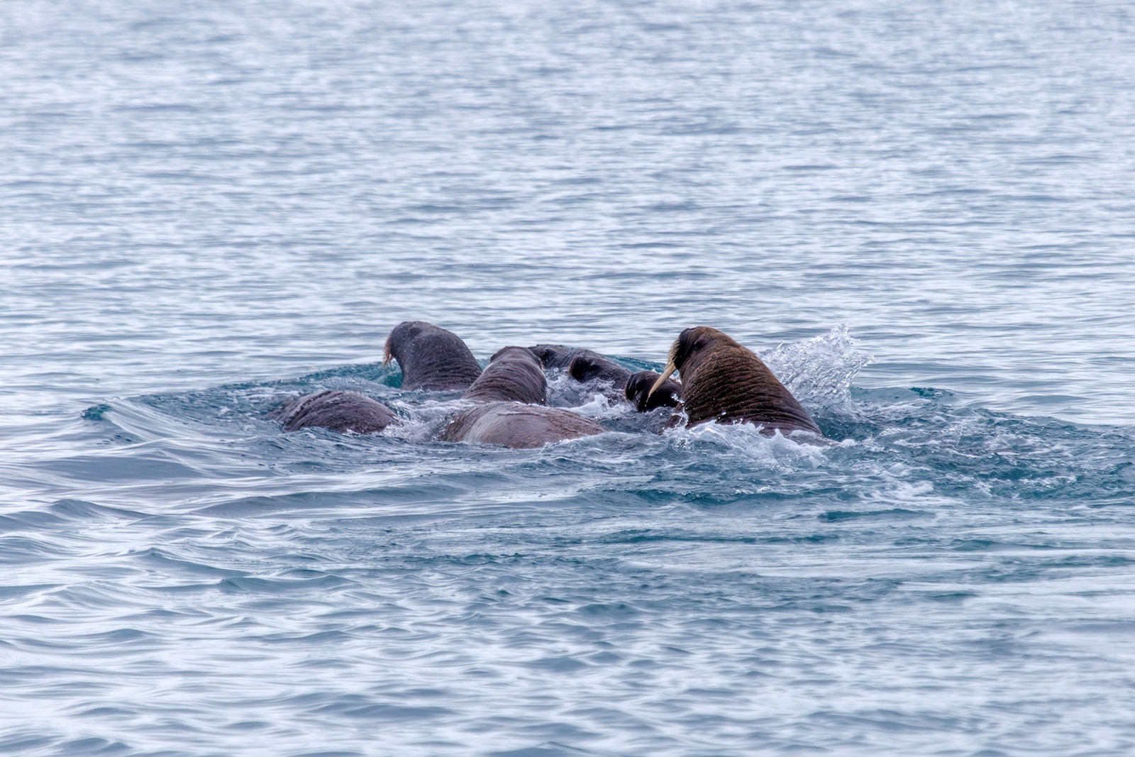 Известный карельский фотограф рассказал об удивительной экспедиции в Арктику
