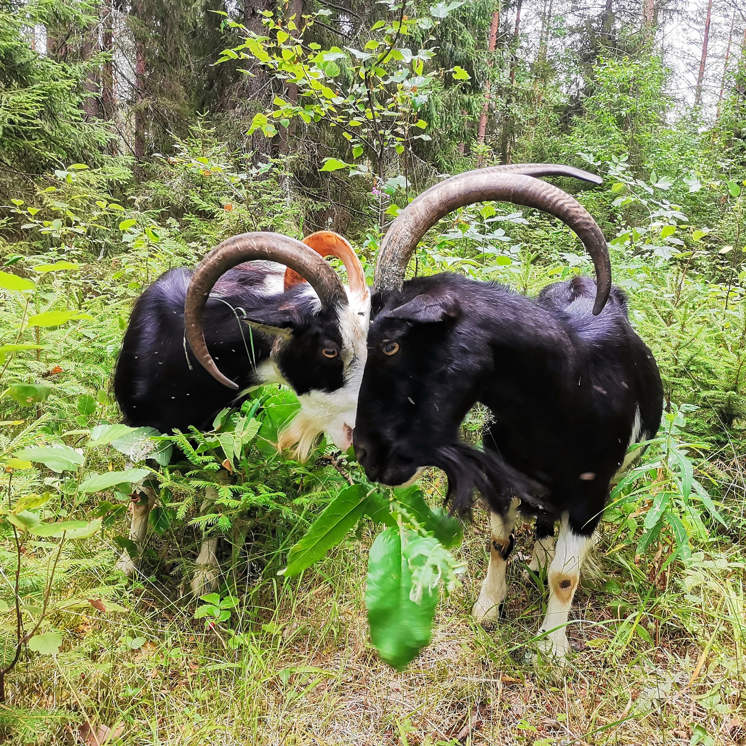 Жительница Карелии восхитилась трудом хранителей деревенской души