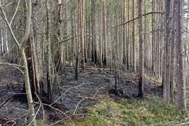 Гид и капитан катера полтора часа тушили пожар на острове в Белом море