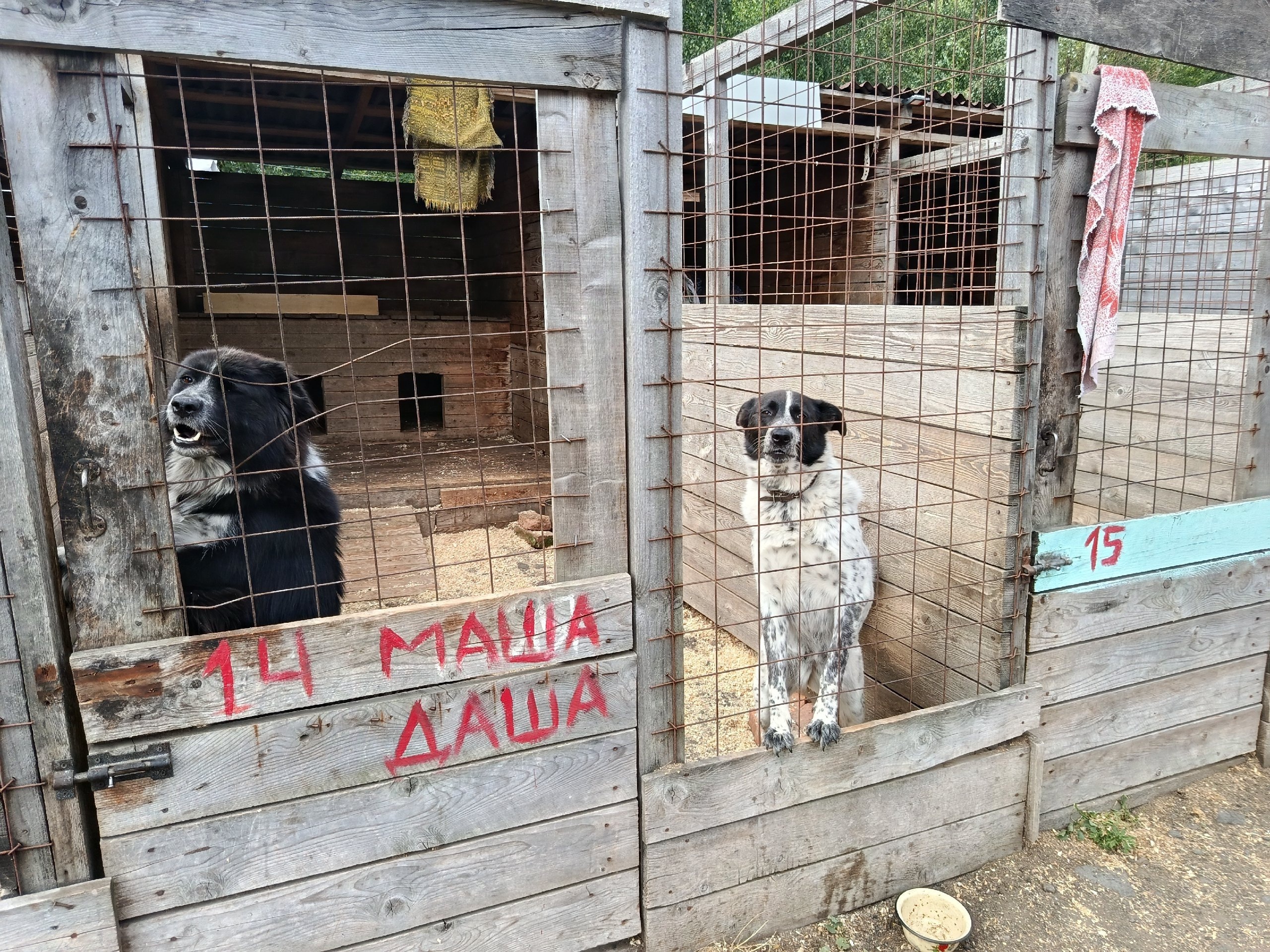 Приют с животными остался без воды в Петрозаводске
