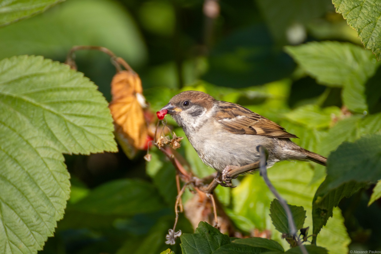 Когда «засентябрит» и какой будет погода в День знаний: прогнозом поделились синоптики Карелии