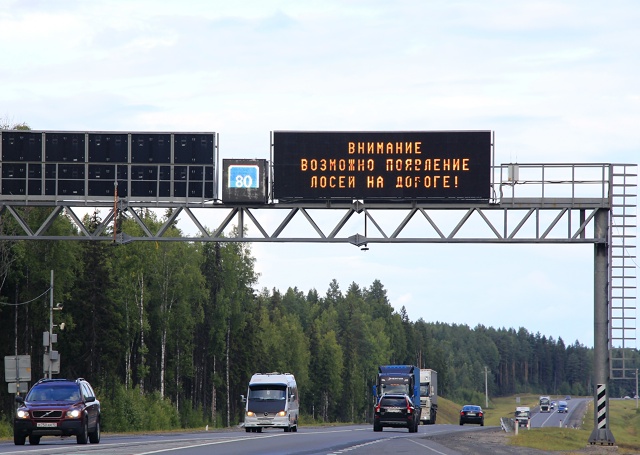 30 ДТП с начала года произошло на дорогах Карелии из-за столкновений с дикими животными