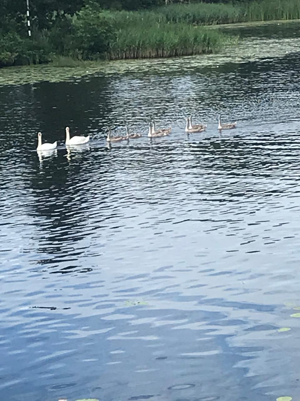 Милоты в ленту подкинули сортавальские специалисты по охране леса