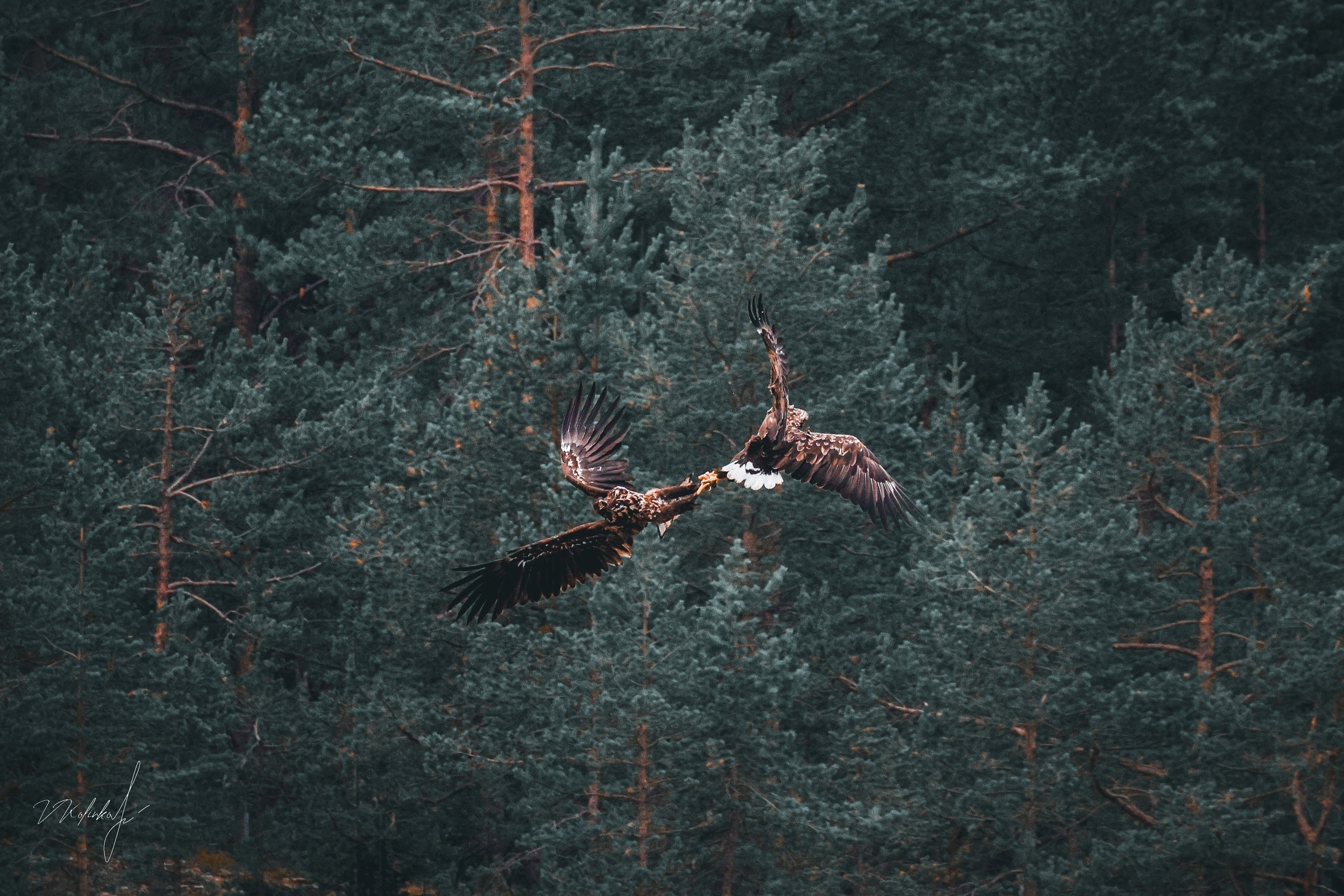 Два орлана-белохвоста сцепились в небе над заповедником из-за «яблока раздора»