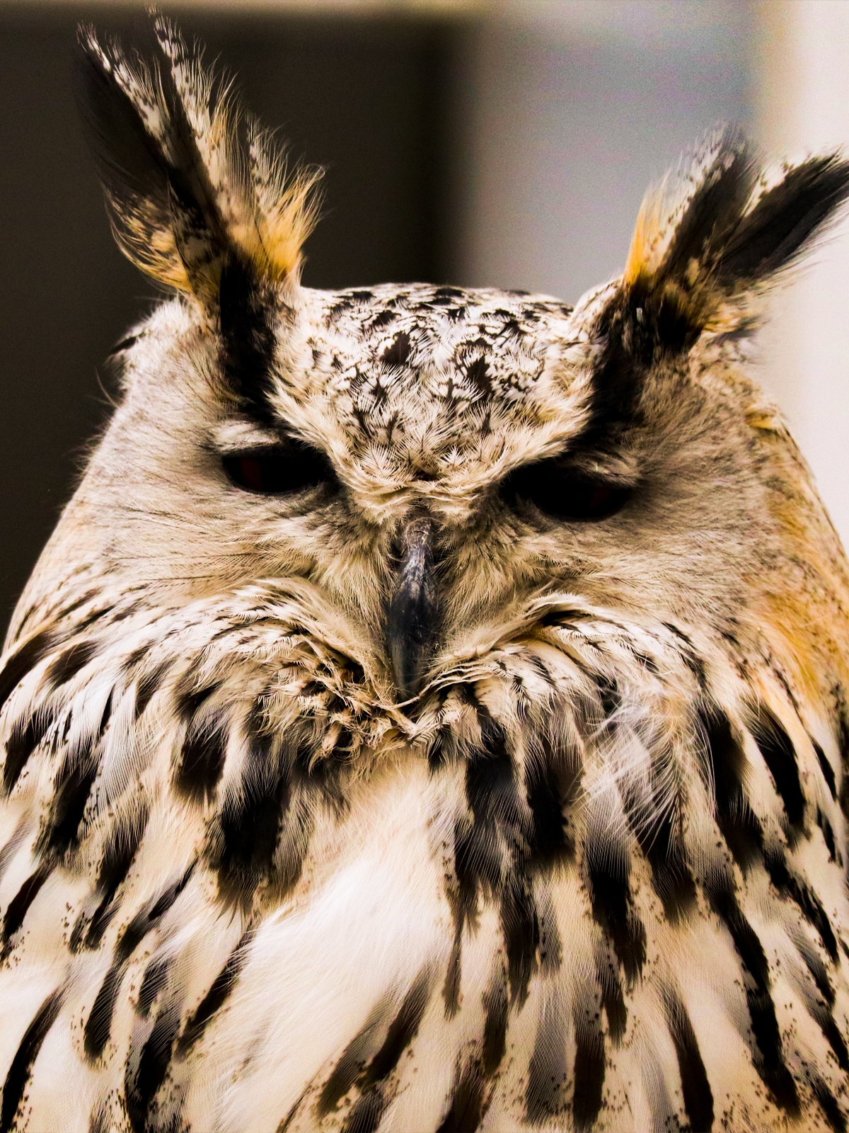 Карельский зоопарк пригласил познакомиться с филином ко Дню Лешего