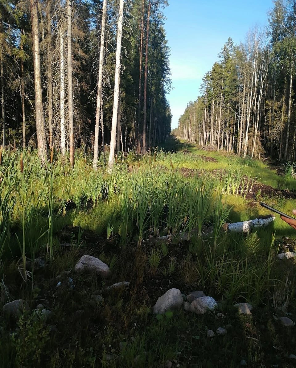 Волонтеры поискового отряда Питкяранты быстро нашли заблудившегося в лесу мужчину