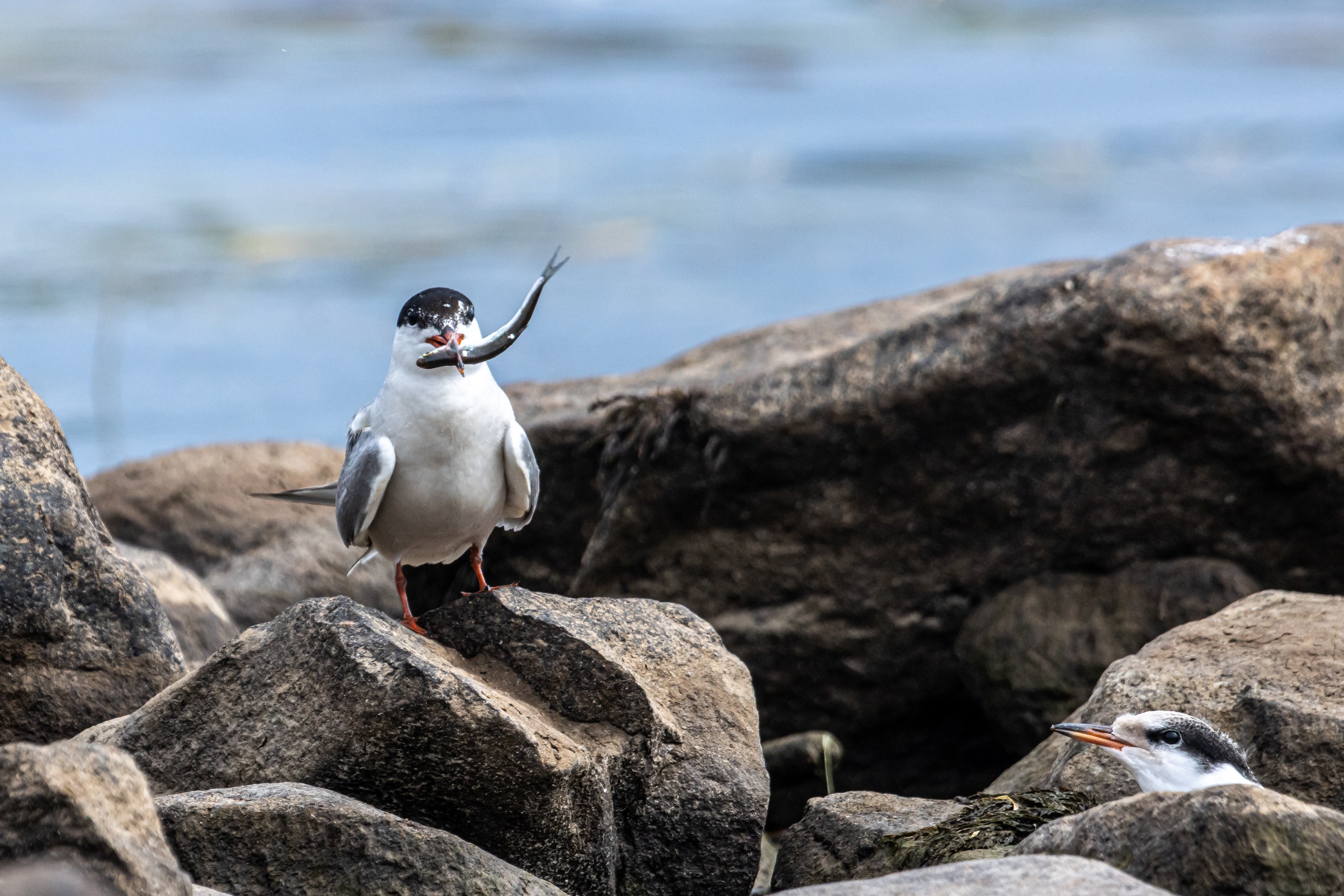 Молодая крачка в заповеднике решила не спешить взрослеть