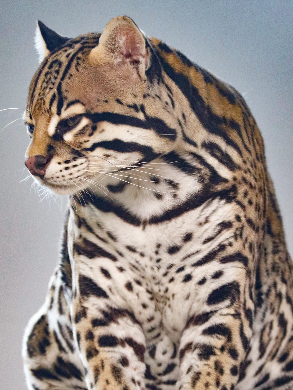 В Карельском зоопарке рассказали про дикого кота с древней историей