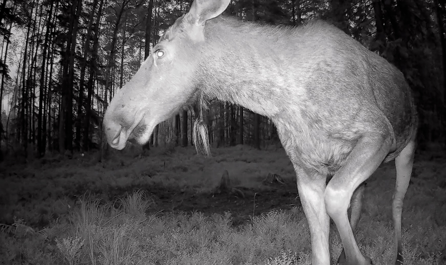 Бородатую лосиху заметили в Ленинградской области