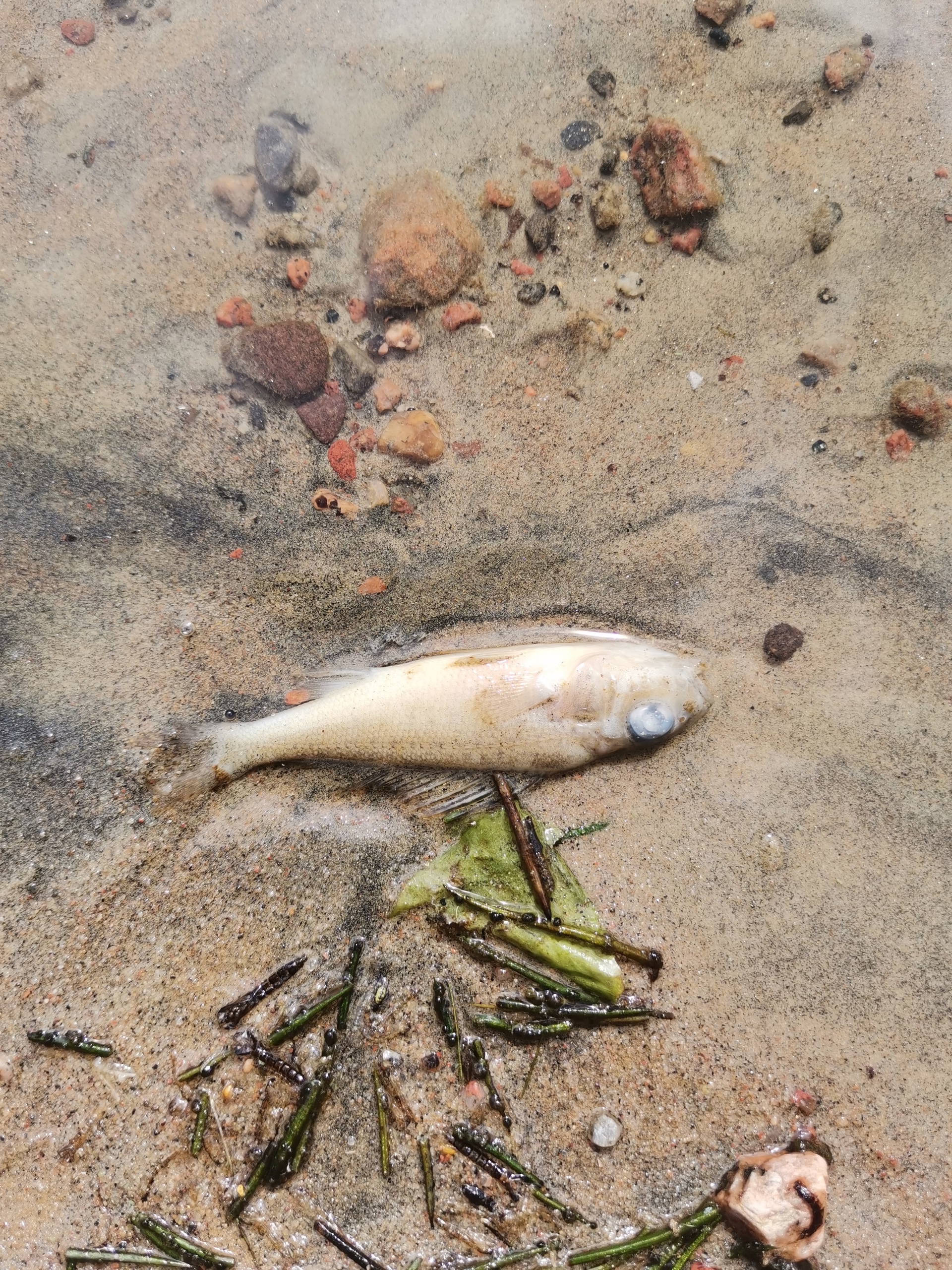 Массовую гибель рыбы обнаружили жители Кинелахты