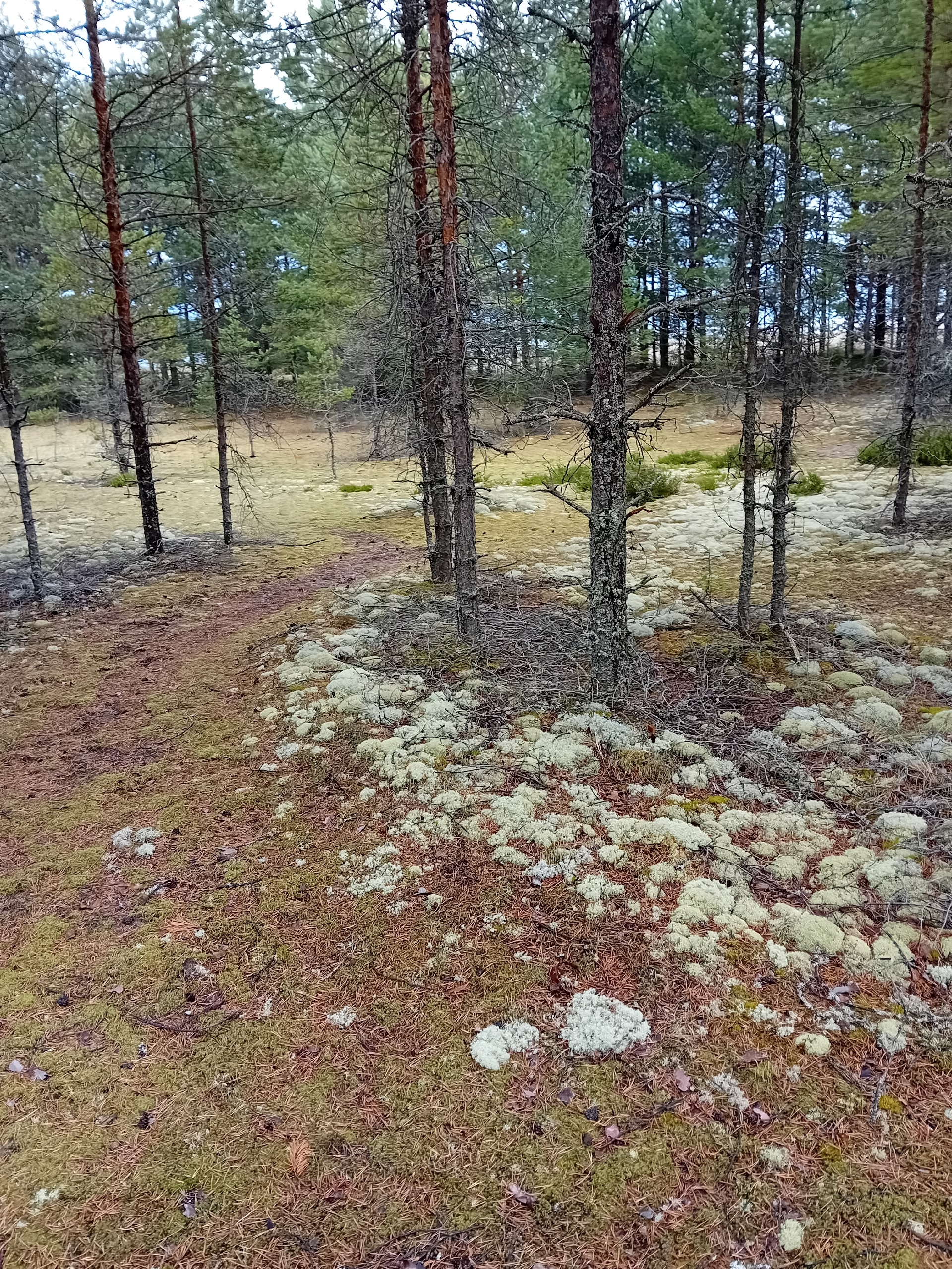 Узнали, где в Карелии находится царство лишайников