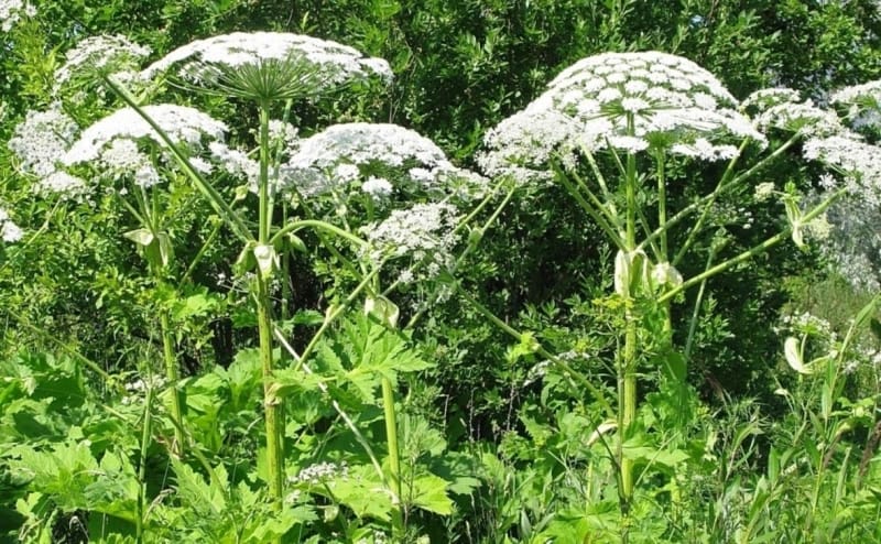 Путин подписал закон об обязательстве владельцев земель бороться с борщевиком