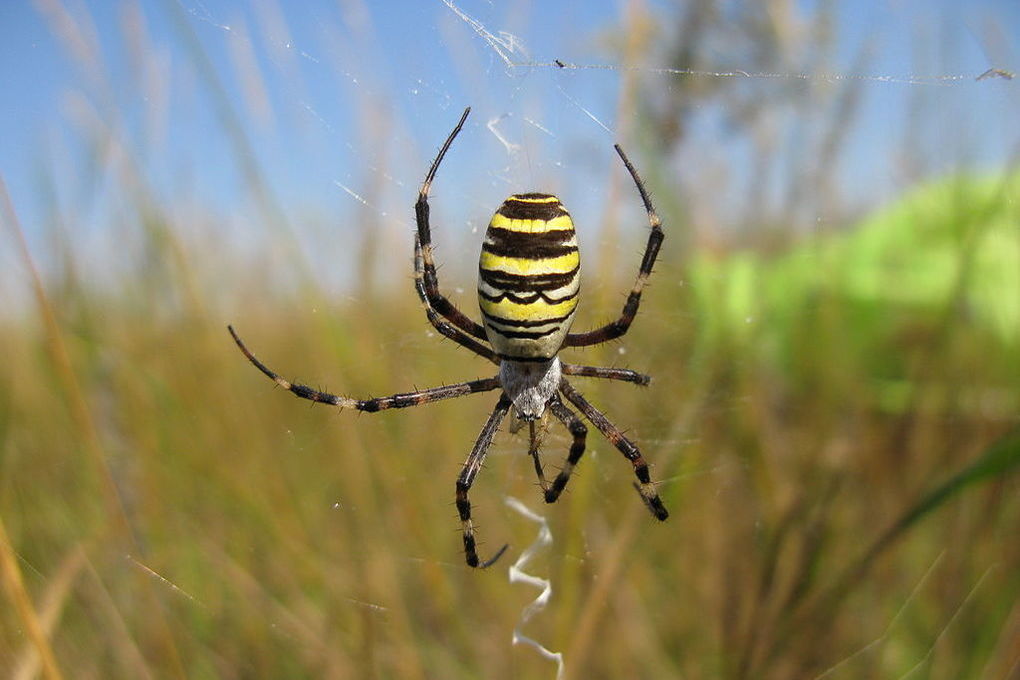 В России наблюдается нашествие пауков-ос, вызывающих анафилактический шок
