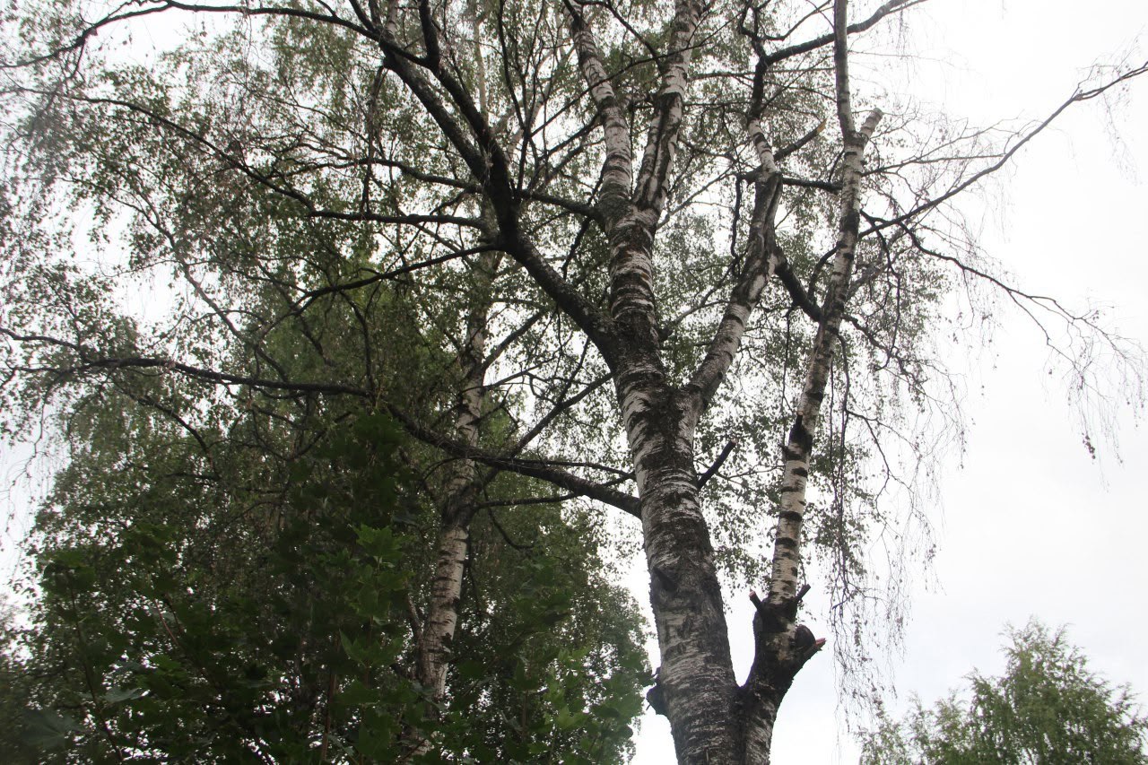 Сухое дерево опасно наклонилось рядом с детским садом в Петрозаводске