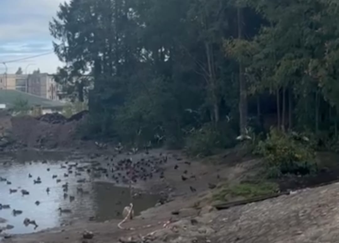 В петрозаводском парке «Беличий Остров» очистили и углубили пруд