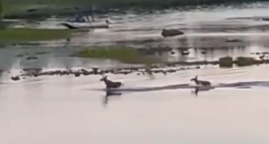 Это ли не чудо?: величественные лоси переплыли озеро в Карелии