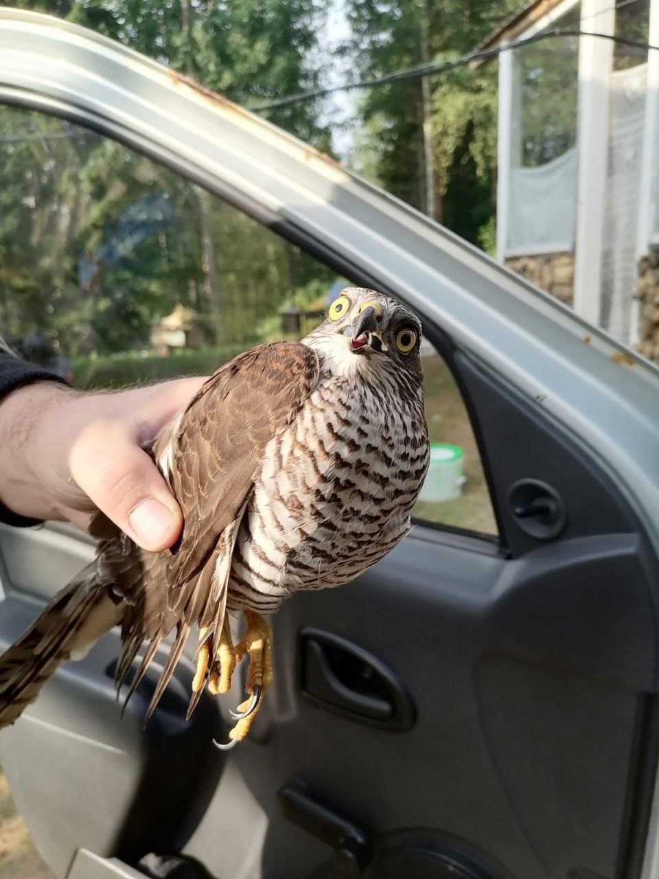 Мишки, лосята и птицы: карельские лесники поделились находками из леса